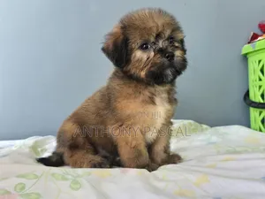 1-3 months Male Purebred Lhasa Apso