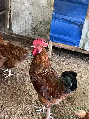 Matured Noiler Roosters in Abuja