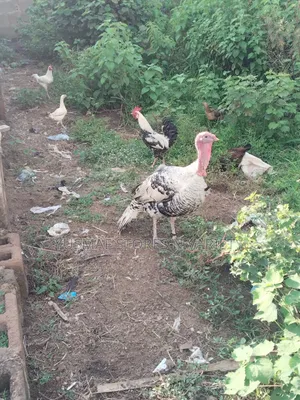Joyous Local Turkey at 14months Both Male N Female