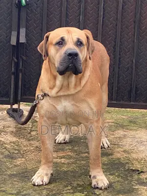 1+ year Male Purebred Boerboel