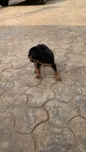 1-3 months Male Purebred Rottweiler