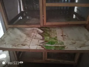 Foul Cage for Your Chickens