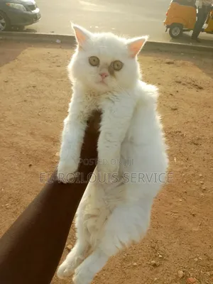1-3 months Female Purebred Persian