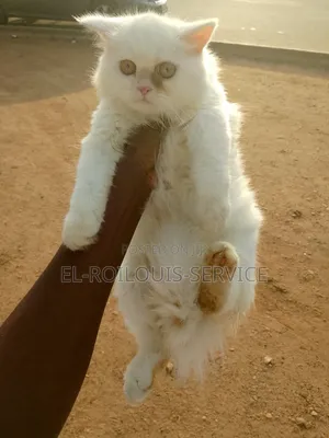 1-3 months Female Purebred Persian
