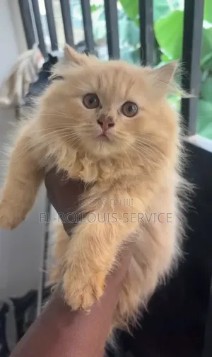 1-3 months Female Purebred Persian