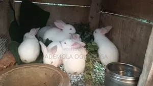 A Month Old Female Hyla Rabbits for Sale