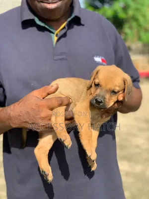 3-6 months Female Mixed Breed Rottweiler