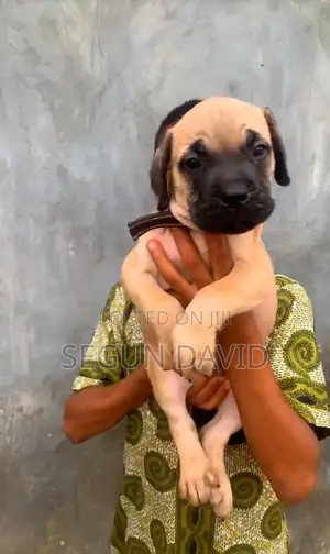 3-6 months Female Purebred Boerboel