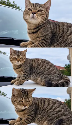 6-12 months Male Purebred British Shorthair