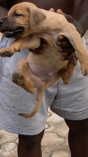 1-3 months Male Purebred Boerboel