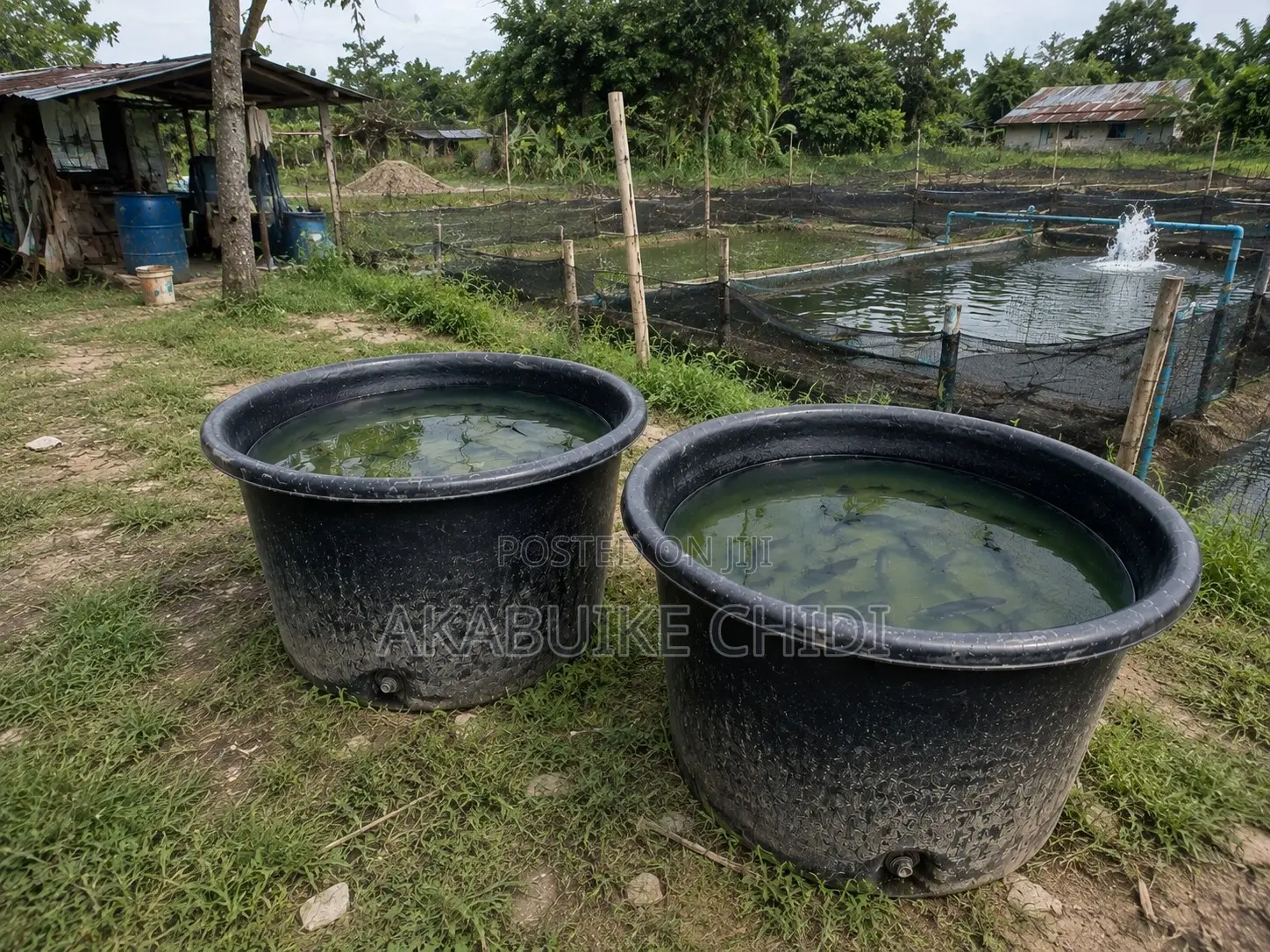 Fish Pond Tank