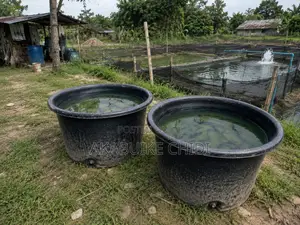 Fish Pond Tank