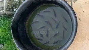 Fish Pond Tank