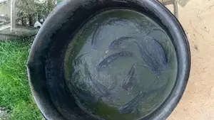 Fish Pond Tank