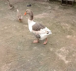 Adult Geese (Male Female)