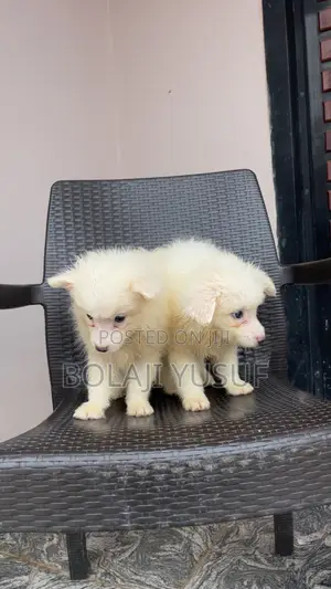 1-3 months Male Purebred American Eskimo