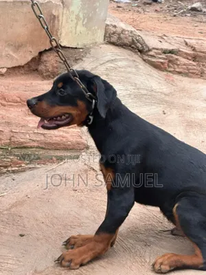 3-6 months Male Purebred Rottweiler