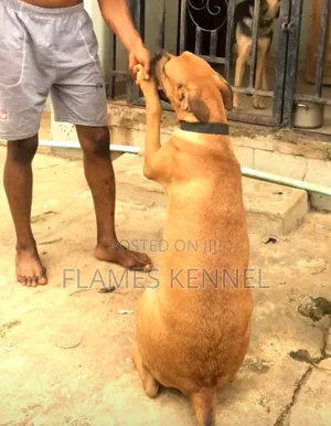 6-12 months Female Purebred Boerboel