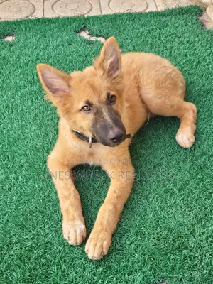 1-3 months Male Mixed Breed German Shepherd
