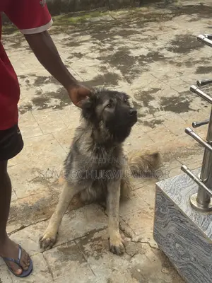 1+ year Female Purebred Caucasian Shepherd