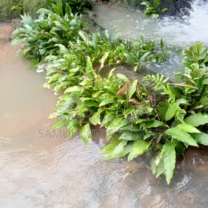 Aquarium Plant