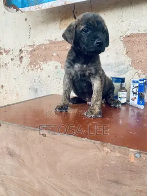 1-3 months Male Purebred Boerboel