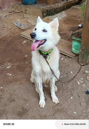 6-12 months Male Purebred American Eskimo