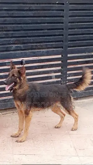 6-12 months Female Purebred German Shepherd
