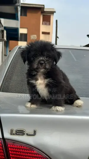 1-3 months Female Purebred Lhasa Apso