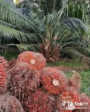 High-Yield Hybrid Seedlings (Coconut, Palm, Mango, Orange)