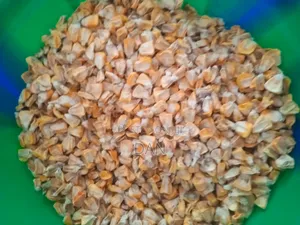 Sweet Corn Hybrid Seeds