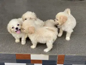 1-3 months Male Purebred Lhasa Apso
