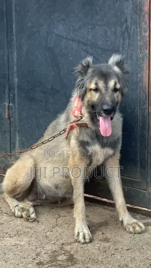 1+ year Female Purebred Caucasian Shepherd