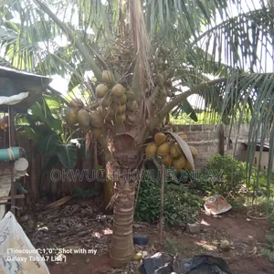 Improved Dwarf and Hybrid Coconut Seedlings