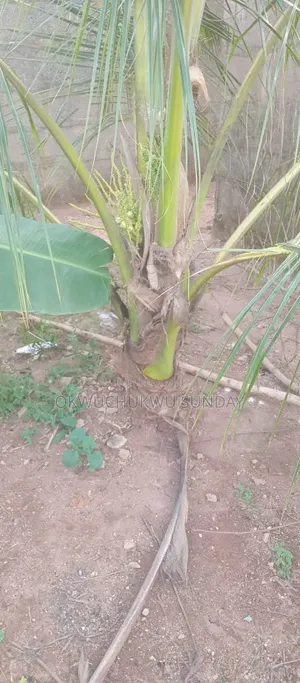 Improved Dwarf and Hybrid Coconut Seedlings