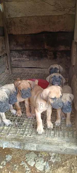 1-3 months Female Purebred Boerboel