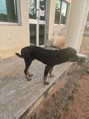 1+ year Male Purebred Rottweiler