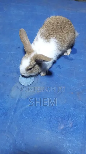 Dutch Rabbits