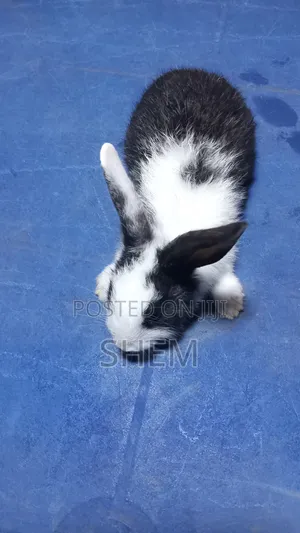 Dutch Rabbits