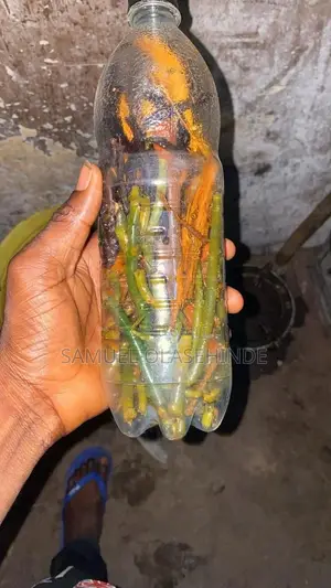 New or Reoccurring Infection Cure Herb
