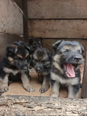 1-3 months Male Purebred German Shepherd