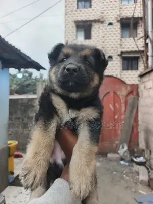 1-3 months Male Purebred German Shepherd