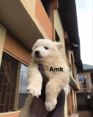 1-3 months Female Purebred American Eskimo