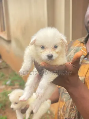 1-3 months Female Purebred American Eskimo
