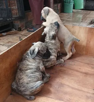 1-3 months Male Purebred Boerboel