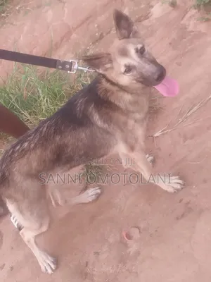 3-6 months Female Purebred German Shepherd