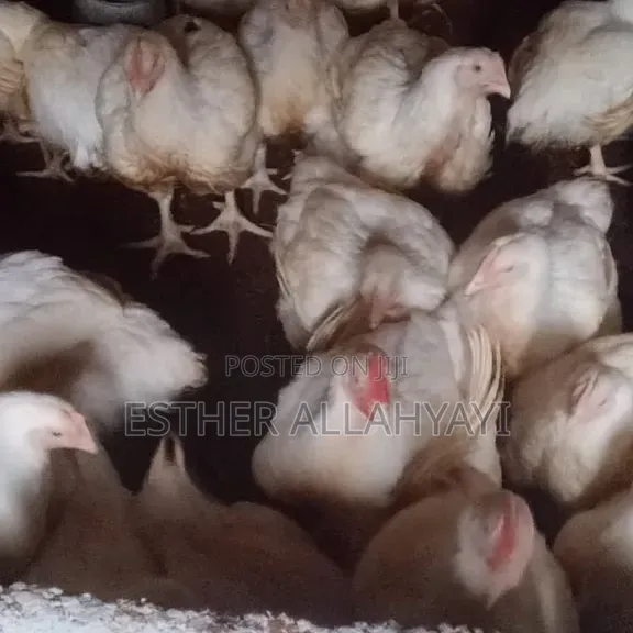 12 Weeks Broilers