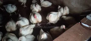 12 Weeks Broilers