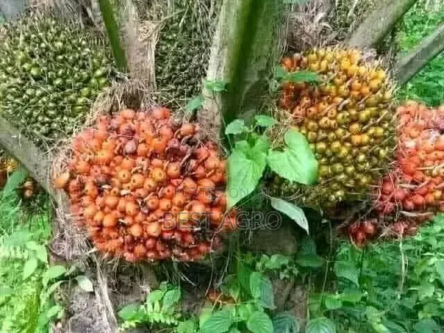 Seedlings for Planting