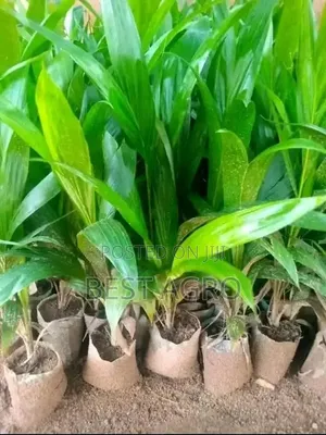 Seedlings for Planting